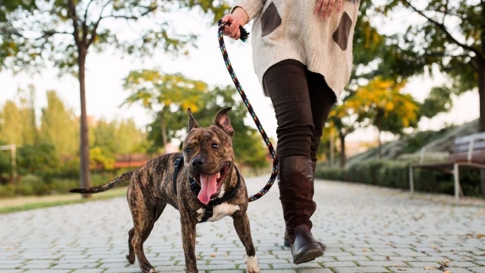Cómo pasear a tu perro como un experto